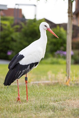 Storch auf Rasen schaut nach Nahrung