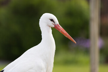 Storch auf Rasen schaut nach Nahrung