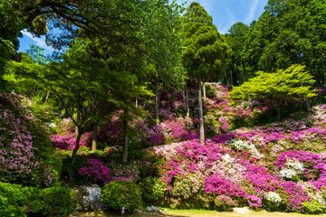 うららかな春日和に映える一目一万本　ツツジの花(観光スポット)
10,000...