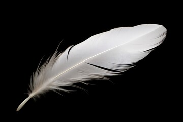Isolated white swan feather on a black background - Light as a Feather