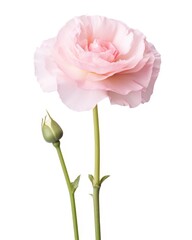 Obraz premium Isolated Blooming Light Pink Eustoma Flower in Studio Shot on White Background