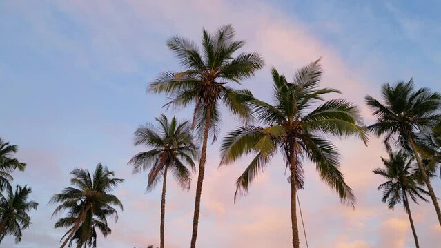 Coconut palms' treetops against the sunset cloudy sky background