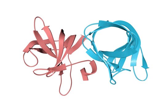 Structure of cell wall targeting domain of peptidylglycan hydrolase ALE-1. Ribbons diagram with differently colored protein chains based on protein data bank entry 1r77. 3d illustration