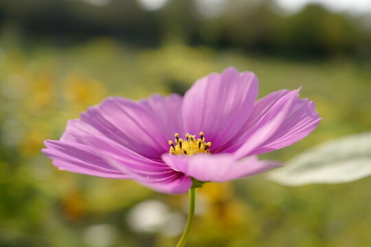 Schmuckk&ouml;rbchen Blume