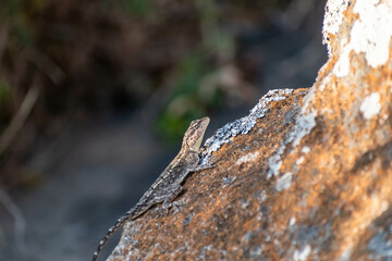 Psammophilus Dorsalis Lizard Basking on a Rocky Surface in Natural Habitat