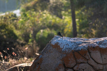 Indian Robin Perched on a Stone Wall During a Misty Morning in the Countryside