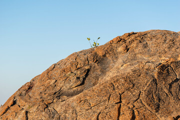 Lone Green Plant Sprouting From a Barren Rock Surface Under a Clear Sky