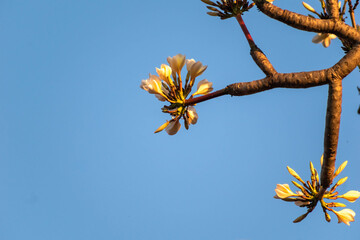 Plumeria Flowers Blooming Against a Clear Blue Sky During Warm Summer Months