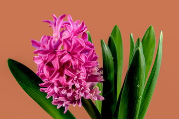 Pink Hyacinth flower on a peach background