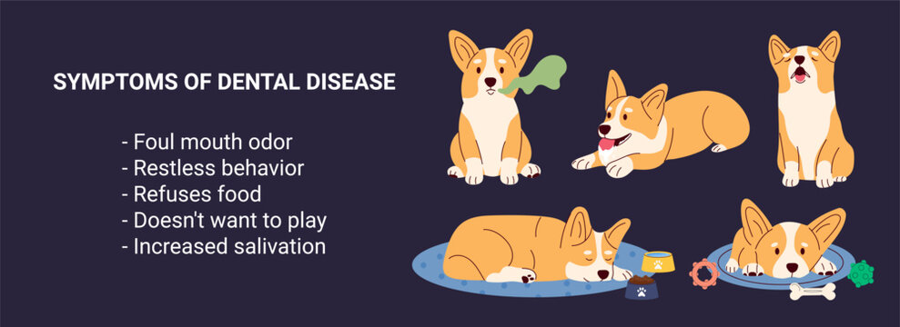 Banner infographic symptoms of dental problems Dog. Corgi characters sad, howling, not playing. Medical veterinary concept. Vector illustration 