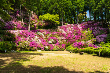 うららかな春日和に映える一目一万本　ツツジの花(観光スポット)
10,000...