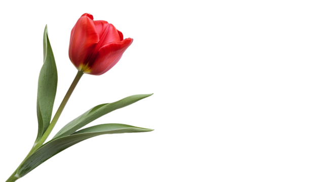 Red tulip PNG image 