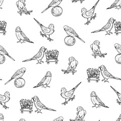 Parrots budgerigar birds pets vector seamless pattern.