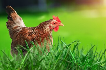 Small farm hen on green grassy field