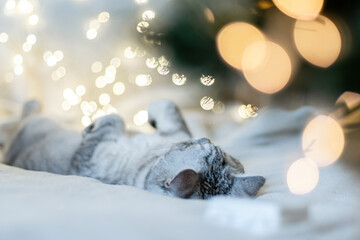 Scottish straight cat lies on his back bokeh from lights in the background. Cat upside down....