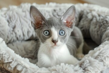 Obraz na płótnie Canvas Blue-eyed kitten in a plush grey bed.