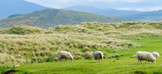 Fototapeta premium Sheep marked with colorful dye grazing in green pastures. Adult sheep and baby lambs feeding in green meadows of Ireland.
