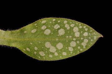 Common Lungwort (Pulmonaria officinalis). Spring Leaf Closeup