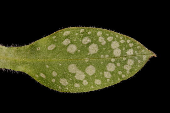 Common Lungwort (Pulmonaria officinalis). Spring Leaf Closeup