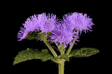 Bluemink (Ageratum houstonianum). Synflorescence Closeup