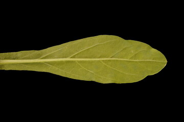 Dwarf Morning-Glory (Convolvulus tricolor). Leaf Closeup