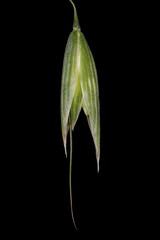 Oat (Avena sativa). Immature Spikelet Closeup