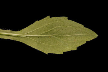 Tall Fleabane (Erigeron annuus). Leaf Closeup