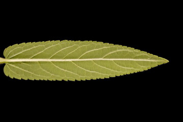 Marsh Woundwort (Stachys palustris). Leaf Closeup