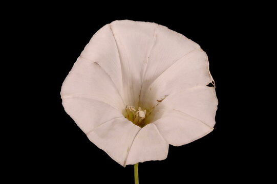 Hedge Bindweed (Calystegia sepium). Flower Closeup