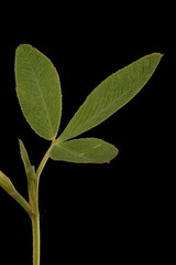 Zigzag Clover (Trifolium medium). Stem Section and Leaf Closeup