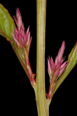 Cockscomb (Celosia argentea var. argentea). Axillary Spikes Closeup