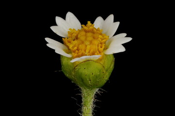 Shaggy Soldier (Galinsoga quadriradiata). Flowering Capitulum Closeup
