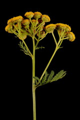 Tansy (Tanacetum vulgare). Synflorescence Closeup