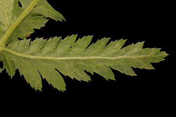 Tansy (Tanacetum vulgare). Leaf Detail Closeup