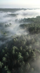 Aerial view of fog over pine forest: mysterious, atmospheric scenery.