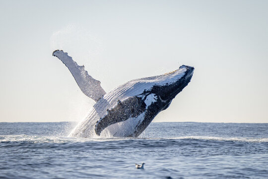 Whale breaching in the ocean on the humpback highway - Powered by Adobe
