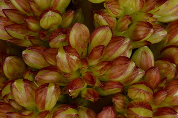 Foxtail Millet (Setaria italica). Flowering Spikelets Closeup