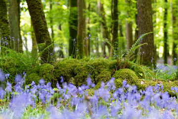 Bluebells in full bloom along a woodland path in Ireland. Hyacinthoides