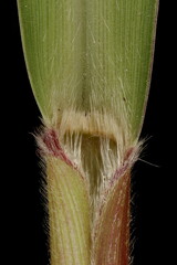 Foxtail Millet (Setaria italica). Ligule and Leaf Sheath Closeup