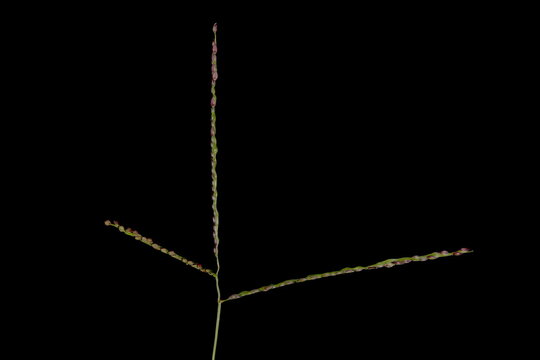 Smooth Finger Grass (Digitaria ischaemum). Inflorescence Closeup