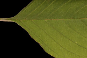 Love-Lies-Bleeding (Amaranthus caudatus). Leaf Detail Closeup