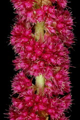 Love-Lies-Bleeding (Amaranthus caudatus). Inflorescence Detail Closeup