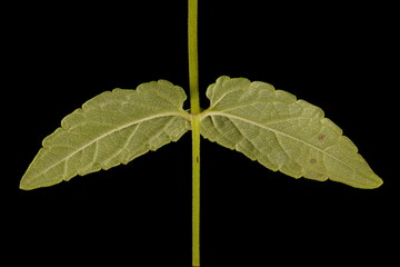 Common Skullcap (Scutellaria galericulata). Leaf Pair Closeup