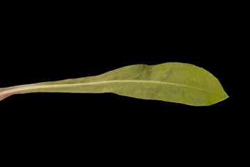 Ragged Robin (Silene flos-cuculi). Basal Leaf Closeup