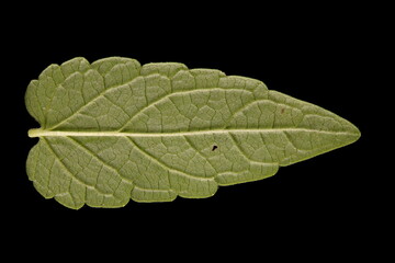 Common Skullcap (Scutellaria galericulata). Isolated Leaf Closeup