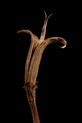 Hardy Gloxinia (Incarvillea delavayi). Mature Fruit Closeup