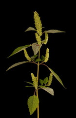 Vietnamese Balm (Elsholtzia ciliata). Fruiting Plant Closeup