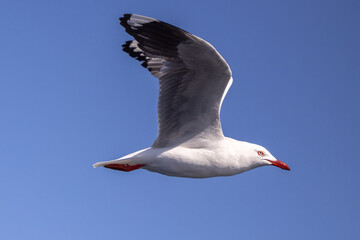 Silver gull flying in the sky