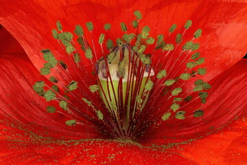 Common Poppy (Papaver rhoeas). Pistil and Stamens Closeup
