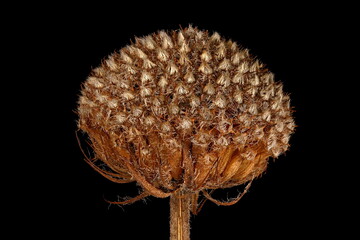 Wild Bergamot (Monarda fistulosa). Infructescence Closeup